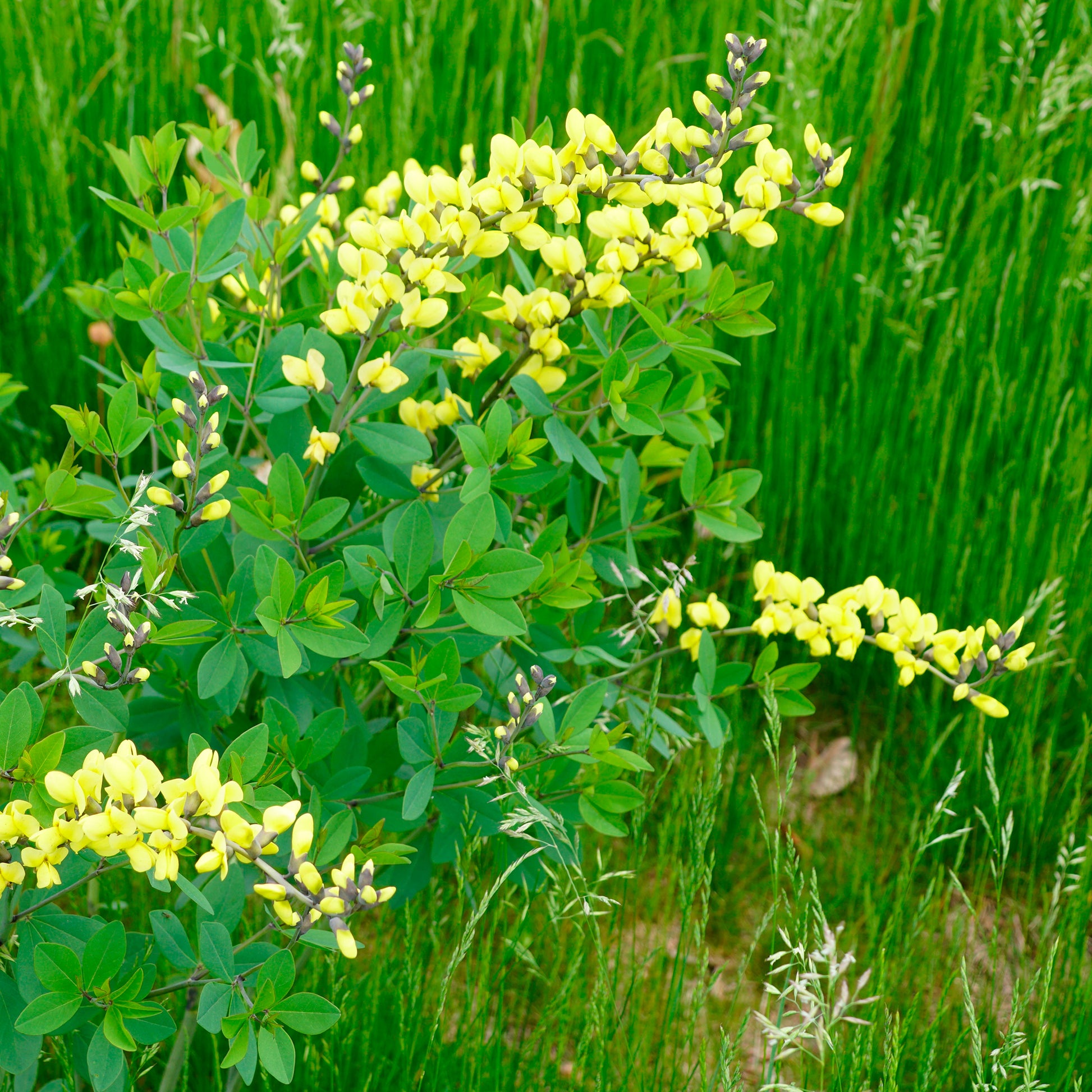 Valse indigo Lemon Meringue - Baptisia Lemon Meringue - Bakker