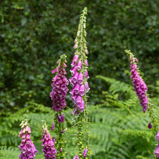 Vingerhoedskruid - Bakker