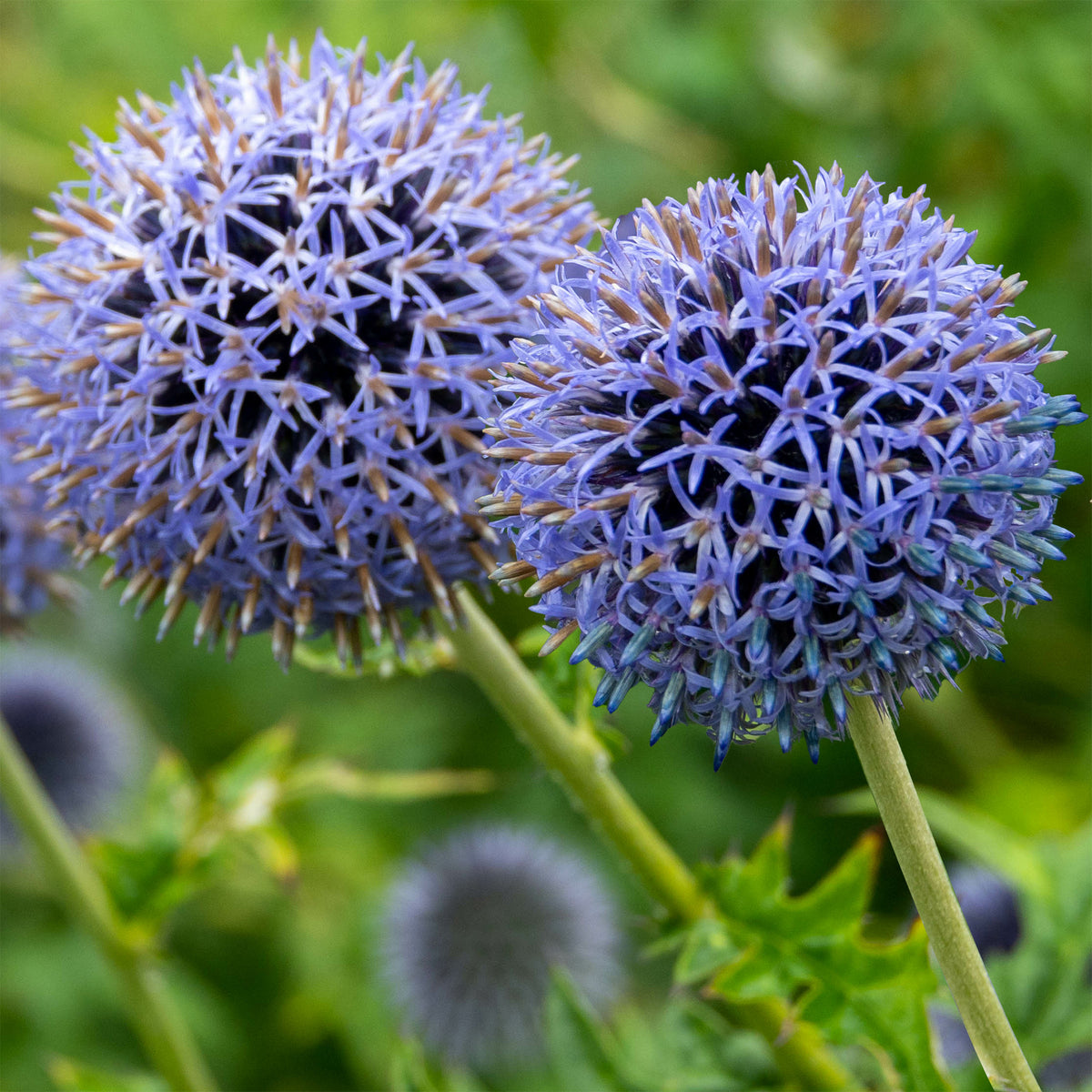 Echinops bannaticus blue globe - Kogeldistel 'Blue Globe' - Vaste planten