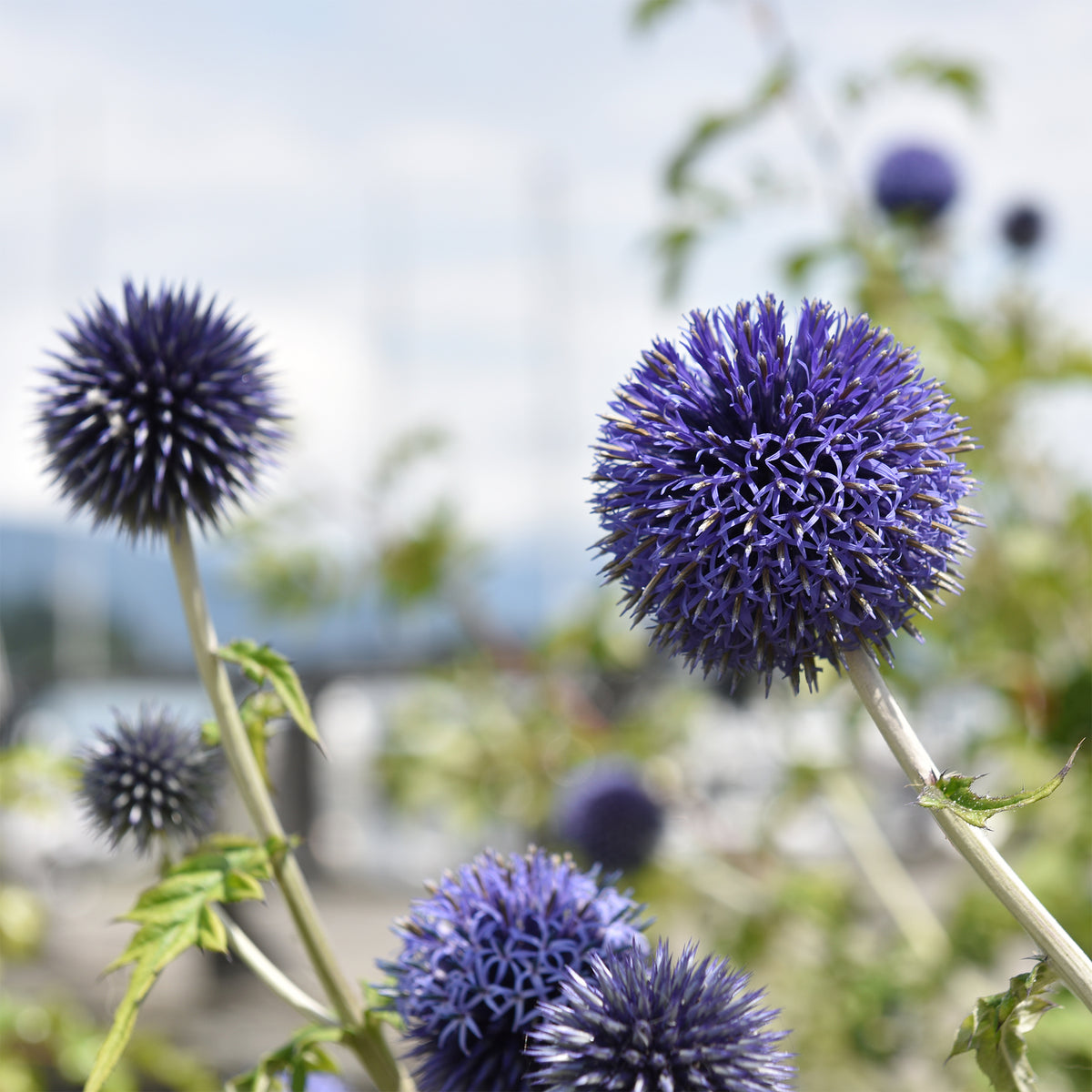 Vaste planten - Kogeldistel 'Blue Globe' - Echinops bannaticus blue globe