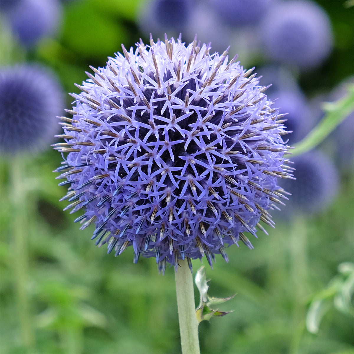 Verkoop Kogeldistel 'Blue Globe' - Echinops bannaticus blue globe