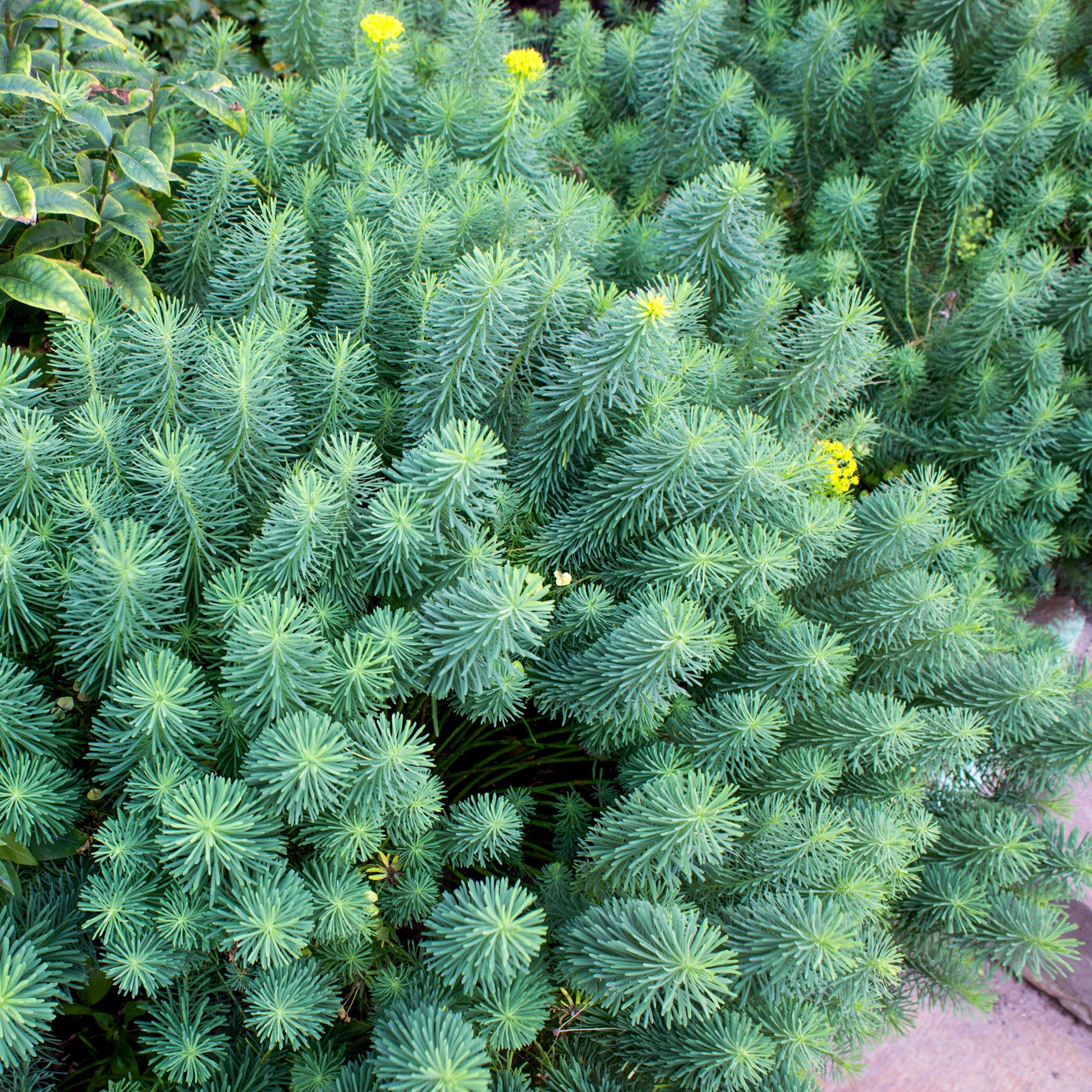 Euphorbia cyparissias - Cypreswolfsmelk - Wolfsmelk