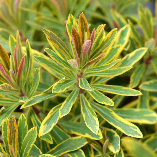 Euphorbia 'Ascot Rainbow' / Wolfsmelk - Bakker