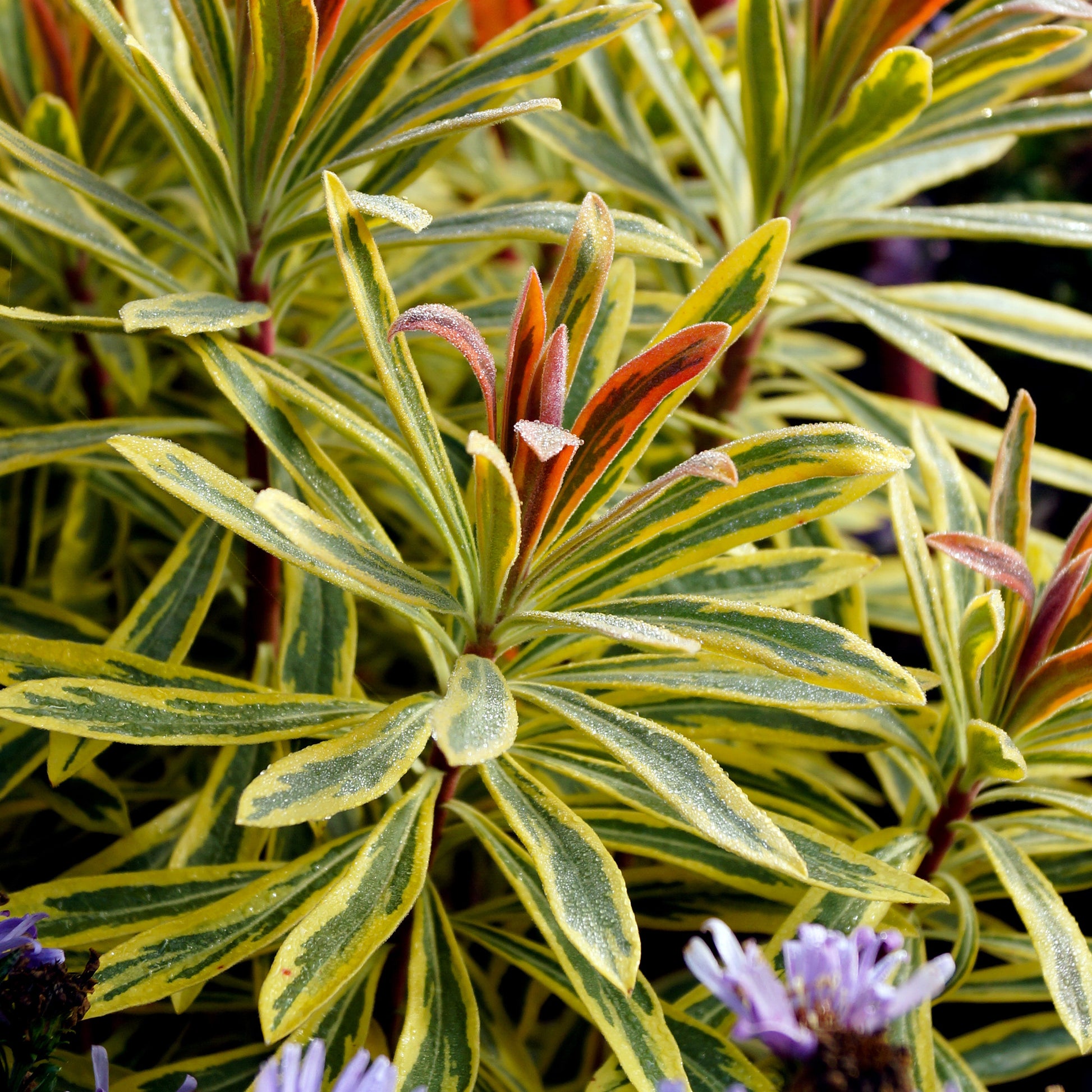 Euphorbia 'Ascot Rainbow' / Wolfsmelk - Euphorbia ascot rainbow - Bakker