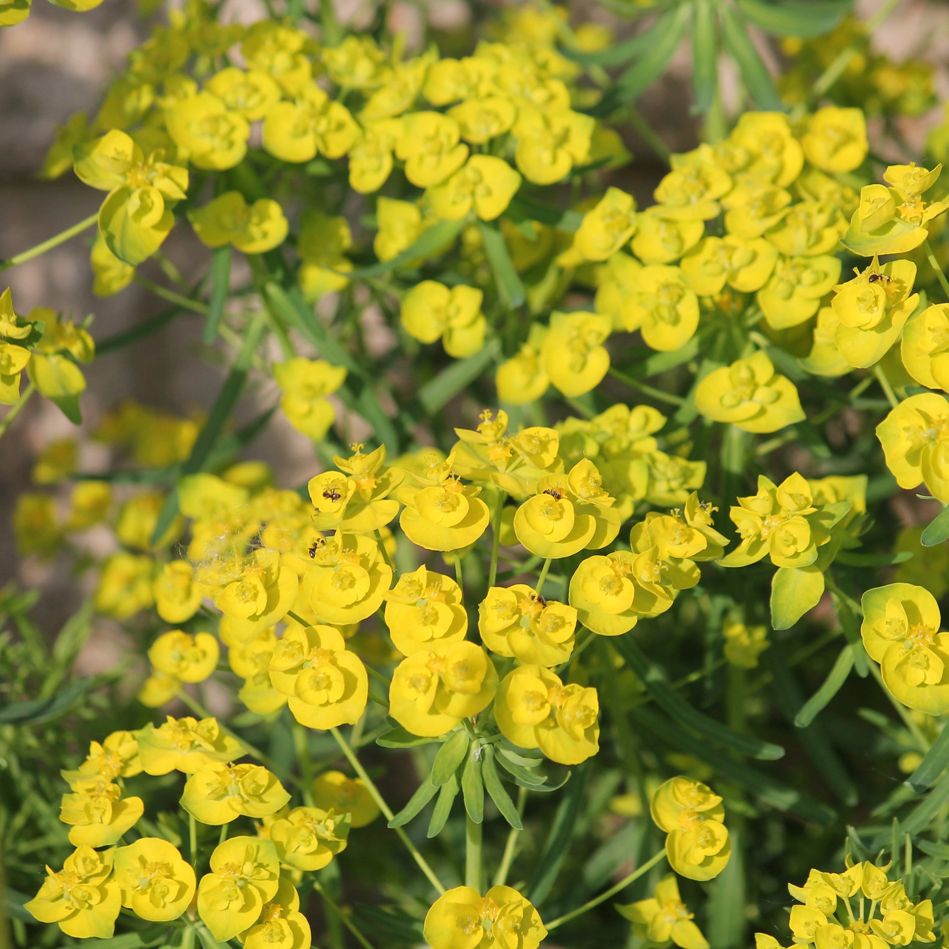Wolfsmelk Betten - Euphorbia waldsteinii betten - Bakker