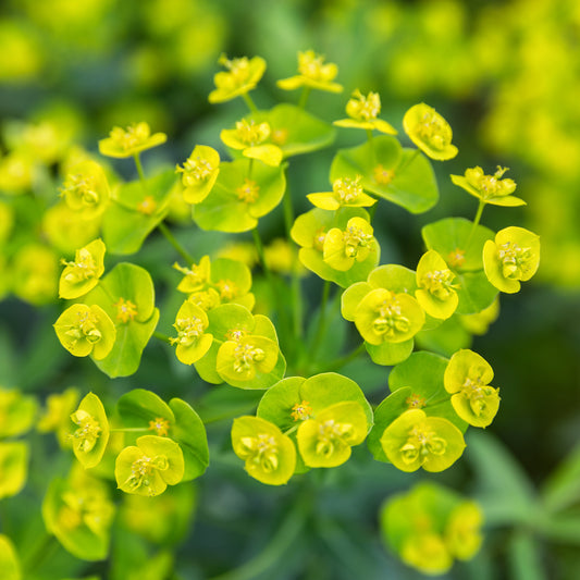 Wolfsmelk Betten - Bakker