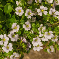 Gypsophila cerastioides - Gipskruid - Gipskruid