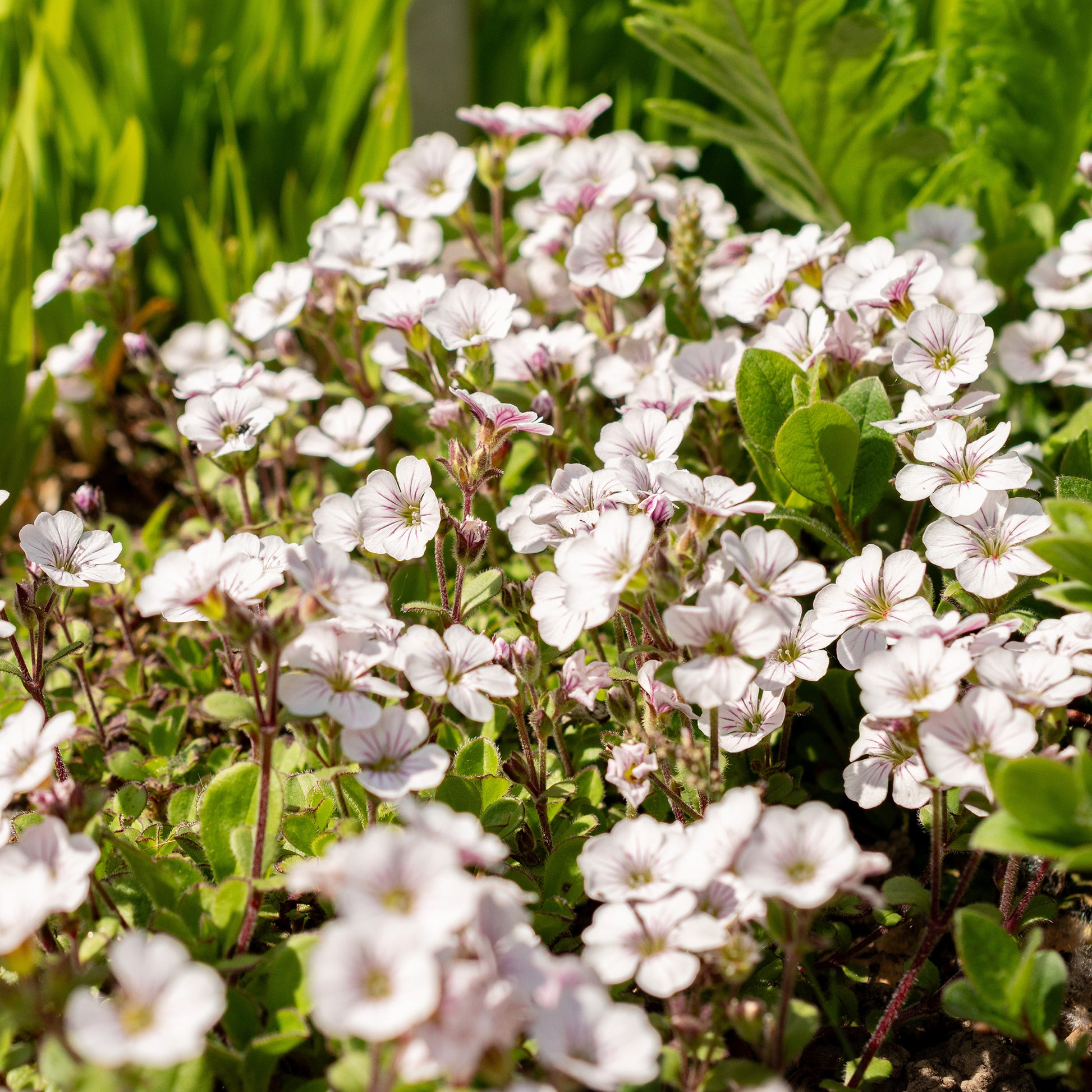 Verkoop Gipskruid - Gipskruid