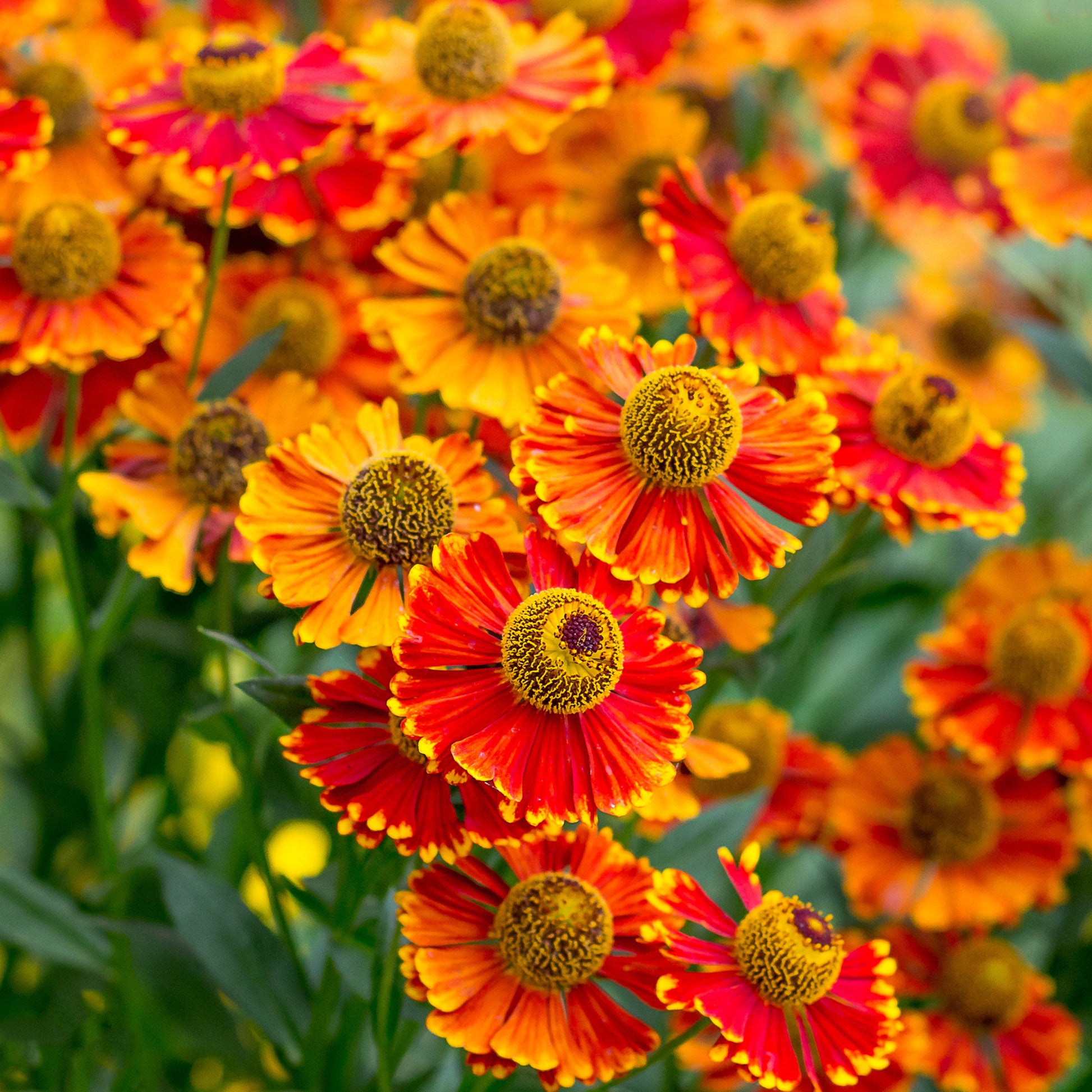 Helenium 'Poncho' / Zonnekruid - Bakker