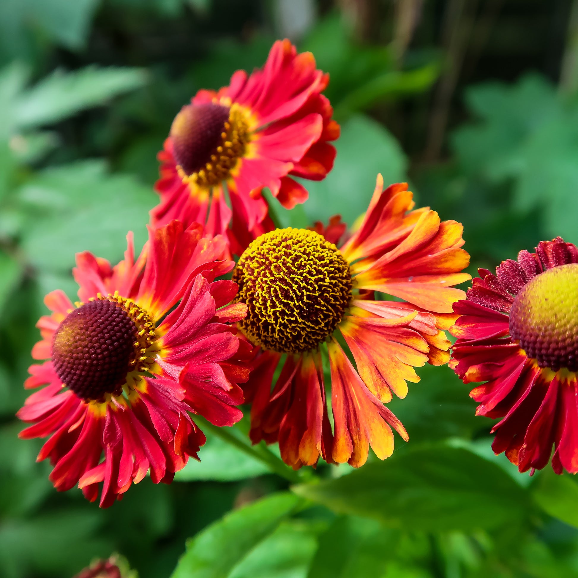 Helenium red jewel - Helenium 'Red Jewel' / Zonnekruid - Helenium