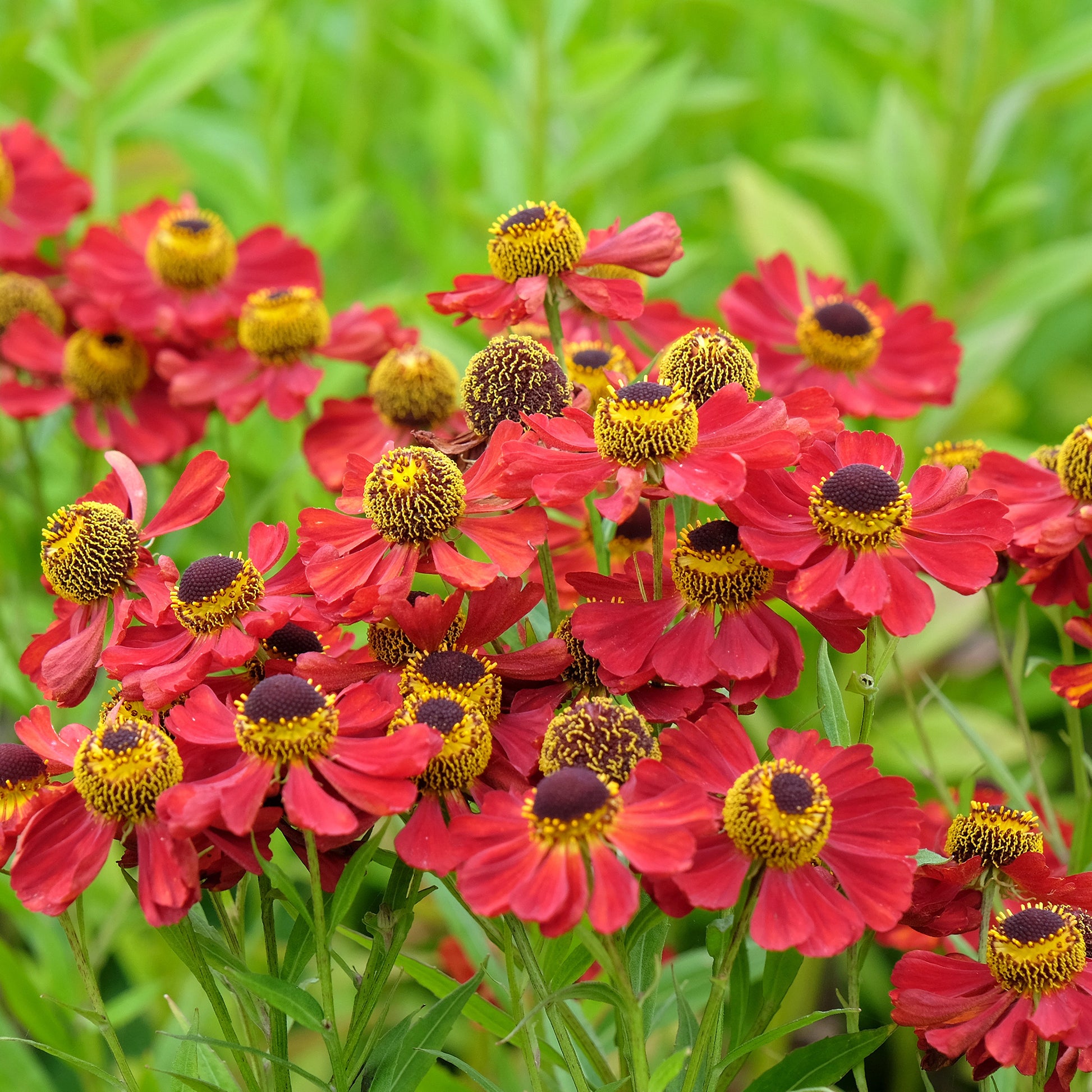 Helenium 'Red Jewel' / Zonnekruid - Bakker