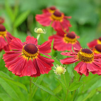 Helenium 'Red Jewel' / Zonnekruid - Helenium red jewel - Bakker