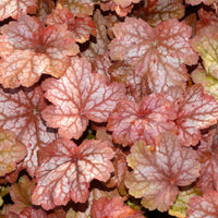 Perperklokje 'Georgia Peach' - Heuchera georgia peach - Bakker