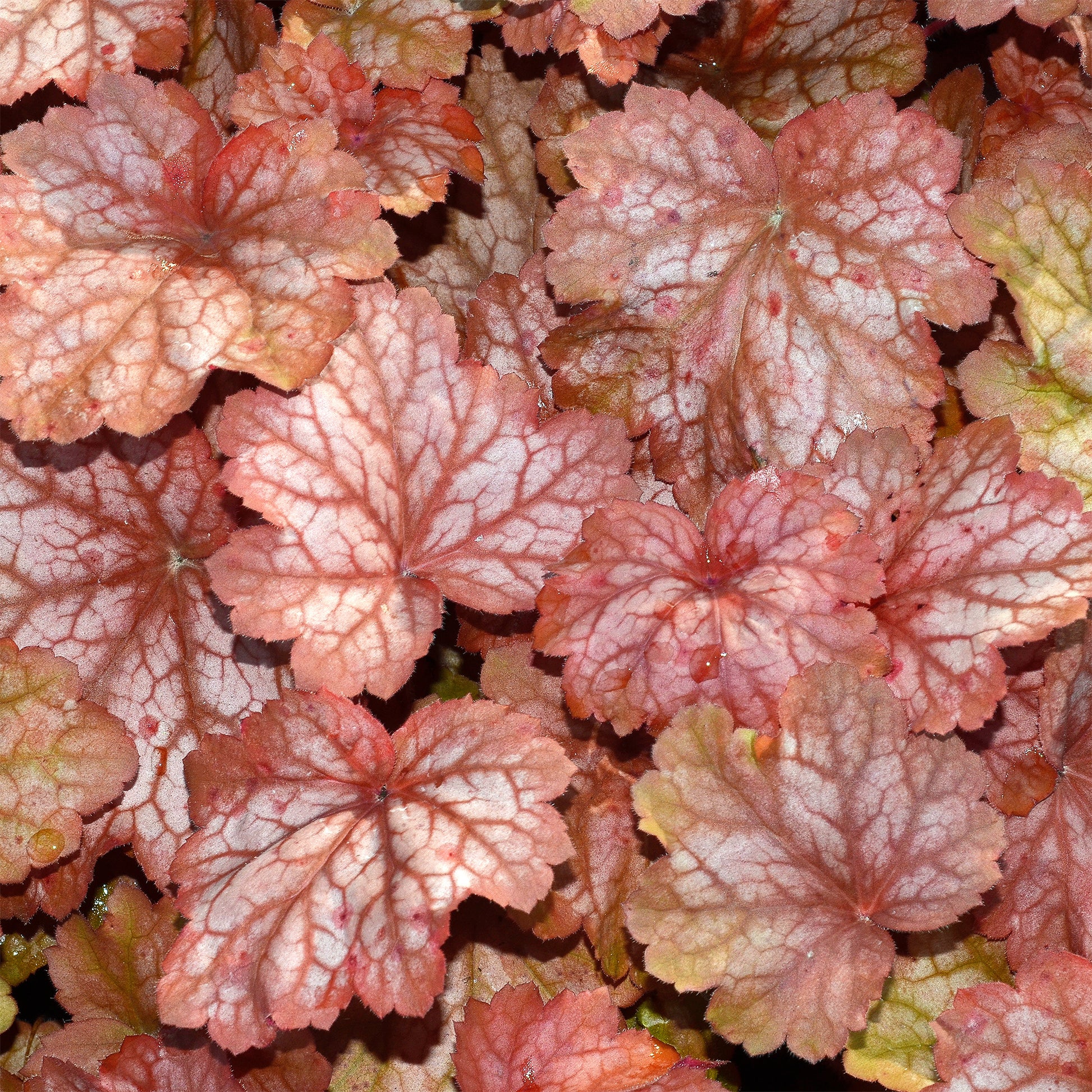 Perperklokje 'Georgia Peach' - Heuchera georgia peach - Bakker