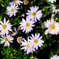 Zomeraster - Kalimeris incisa - Bakker