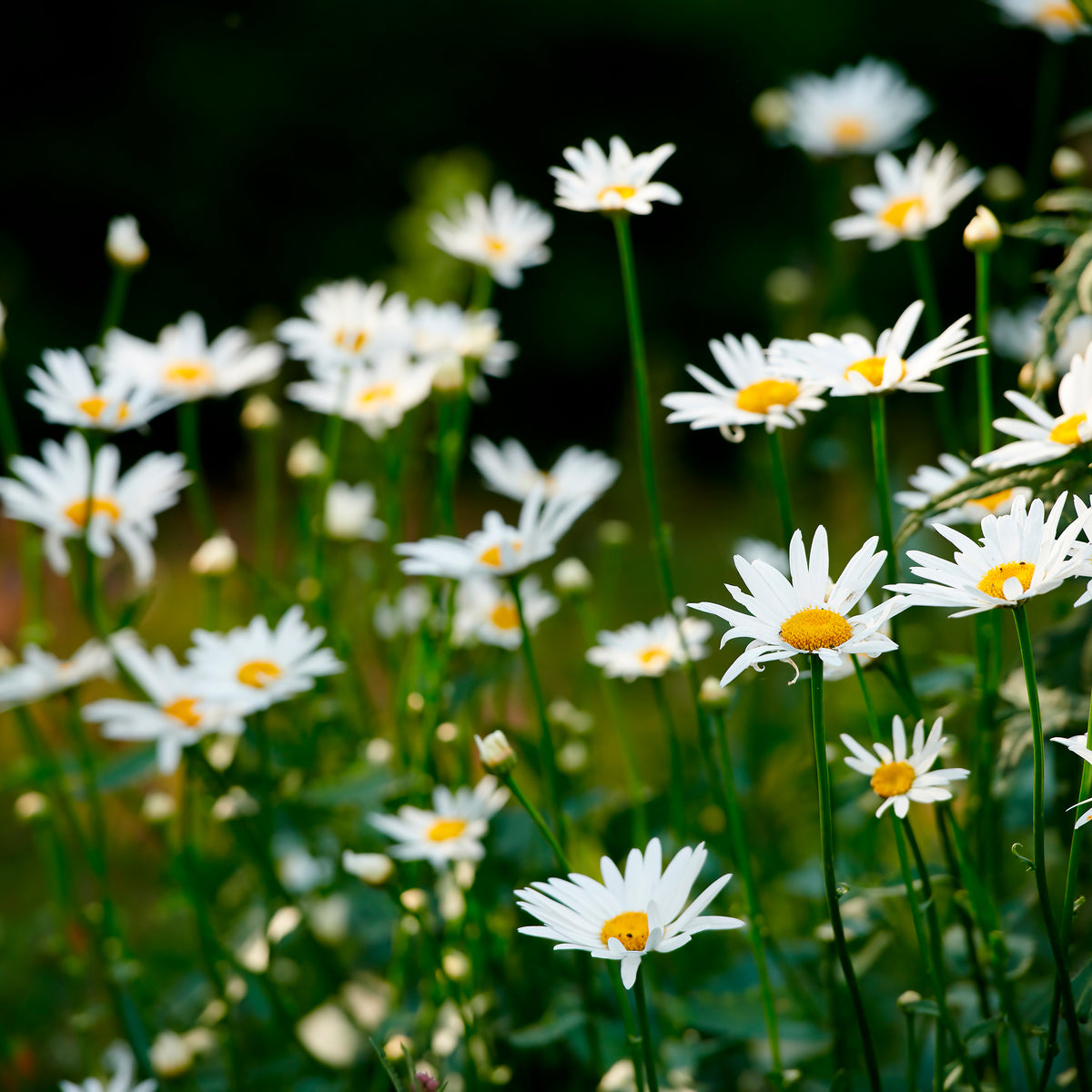 Leucanthemum - Margriet - Gewone margriet - Leucanthemum vulgare