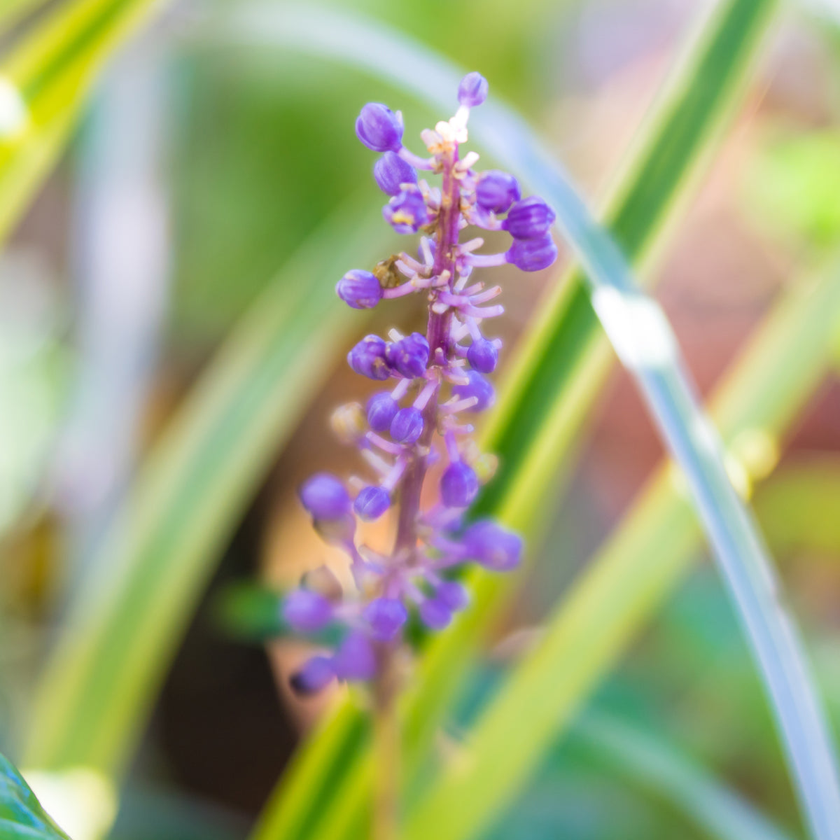 Leliegras Gold Banded - Liriope muscari Gold Banded - Bakker