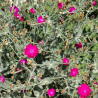 Koekoeksbloem - Lychnis coronaria atrosanguinea - Bakker