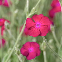 Lychnis coronaria atrosanguinea - Koekoeksbloem - Vaste planten