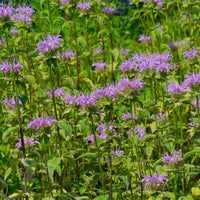 Muntbladige bergamot - Monarda fistulosa ssp menthifolia - Bakker