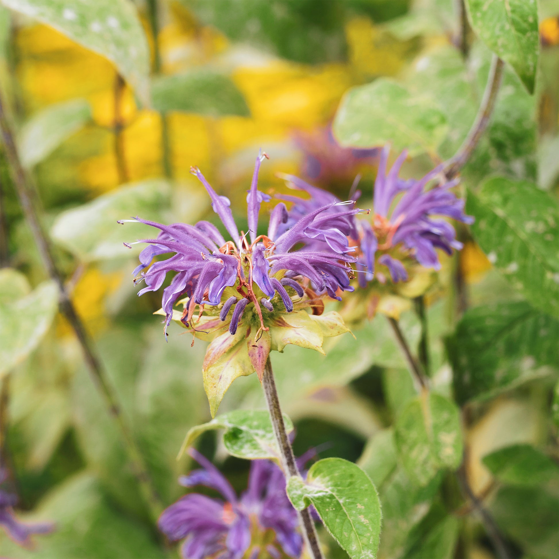 Muntbladige bergamot - Bakker