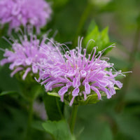 Monarde - Muntbladige bergamot - Monarda fistulosa ssp menthifolia