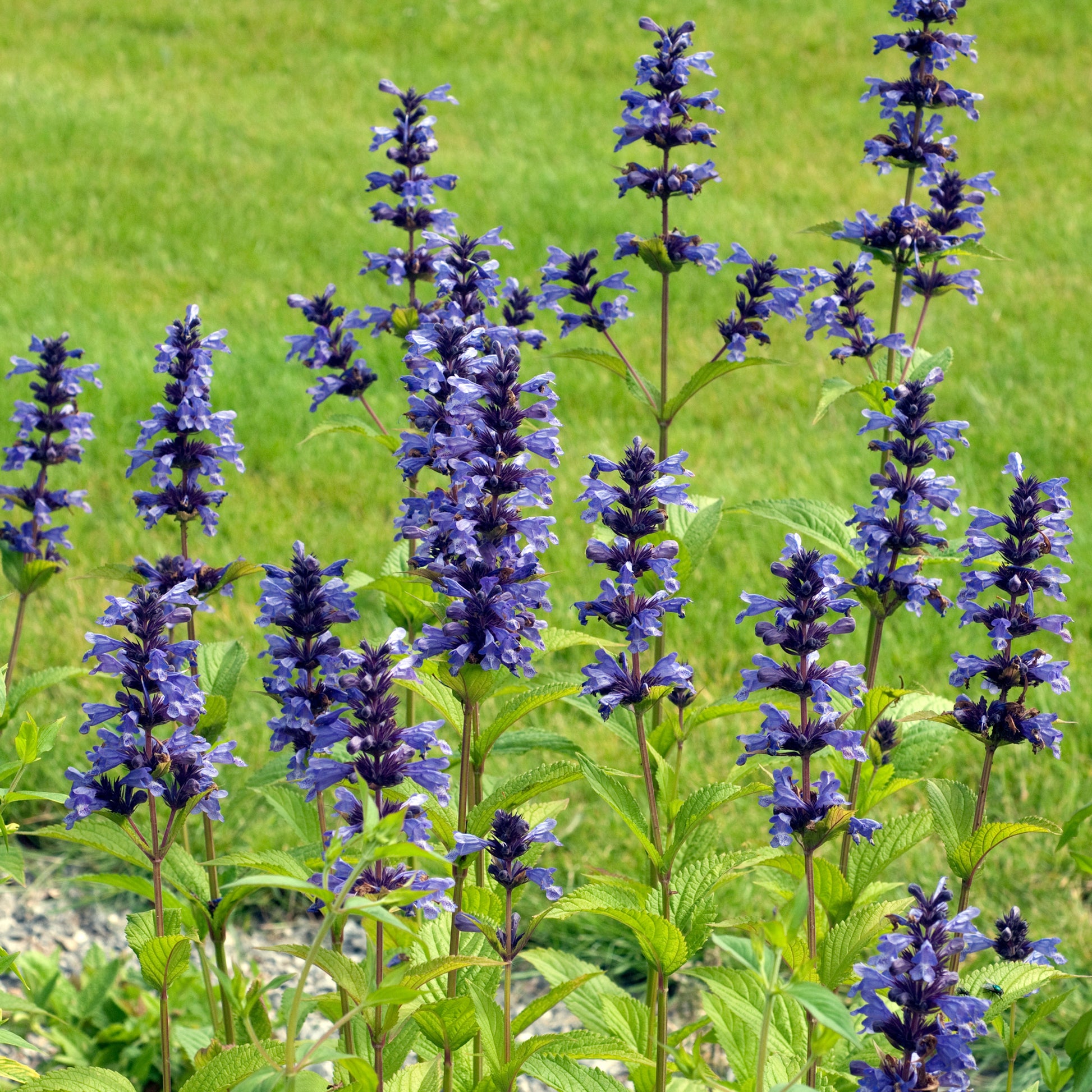 Kattenkruid / Nepeta kubanica - Nepeta kubanica - Bakker