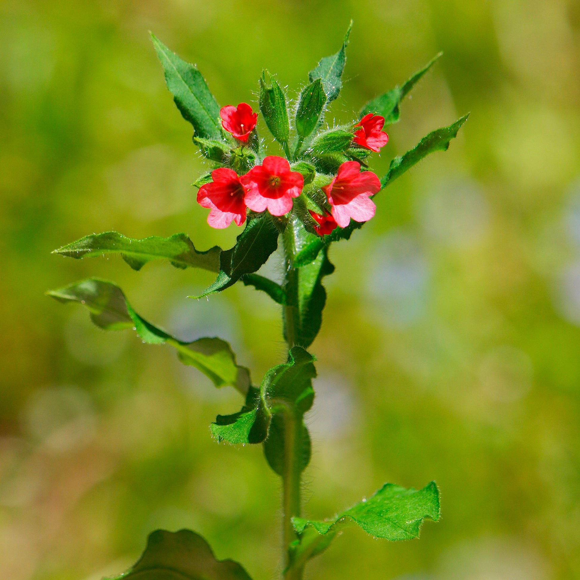 Pulmonaria rubra - Longkruid - Longkruid