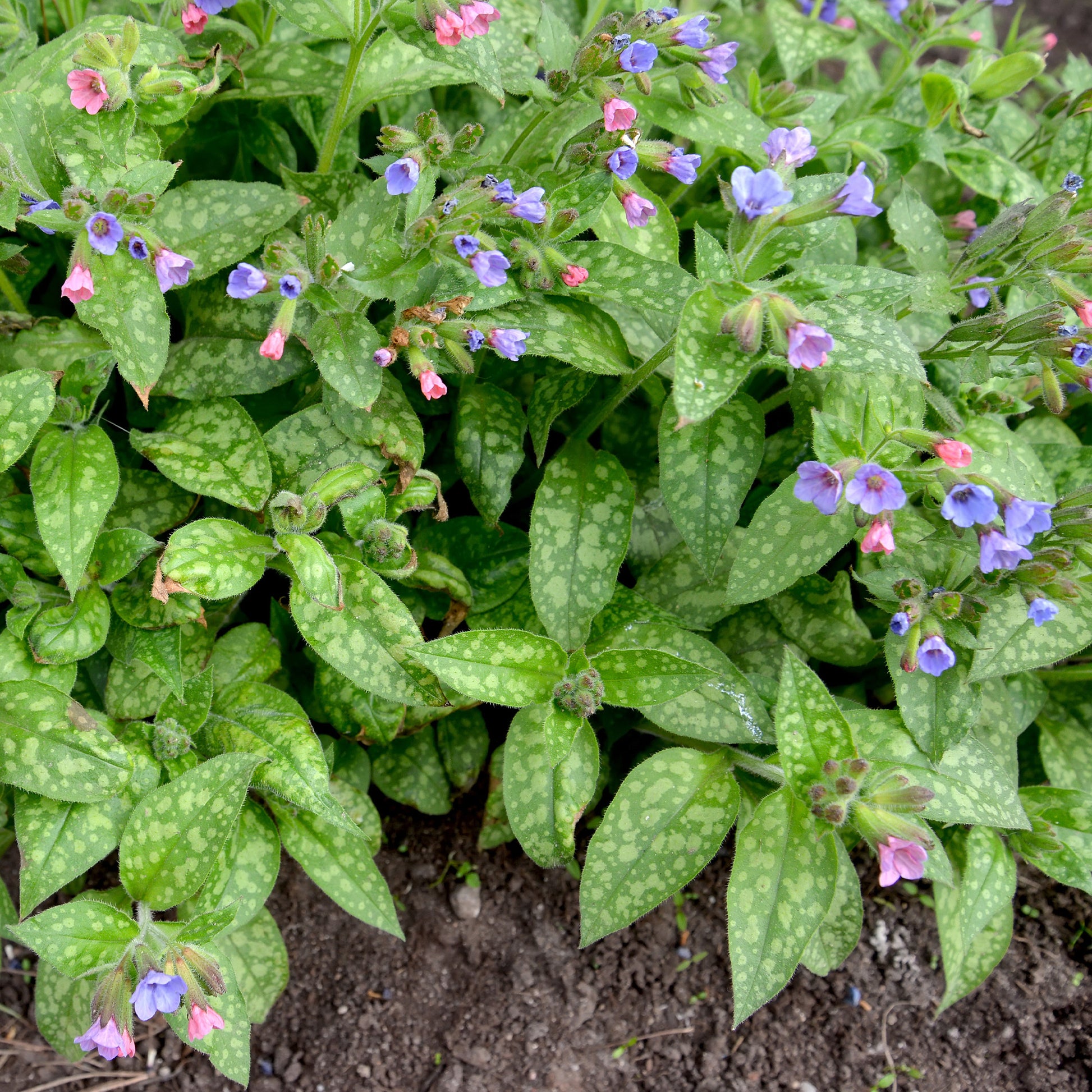 Longkruid 'Mrs Moon' - Pulmonaria saccharata mrs moon - Bakker