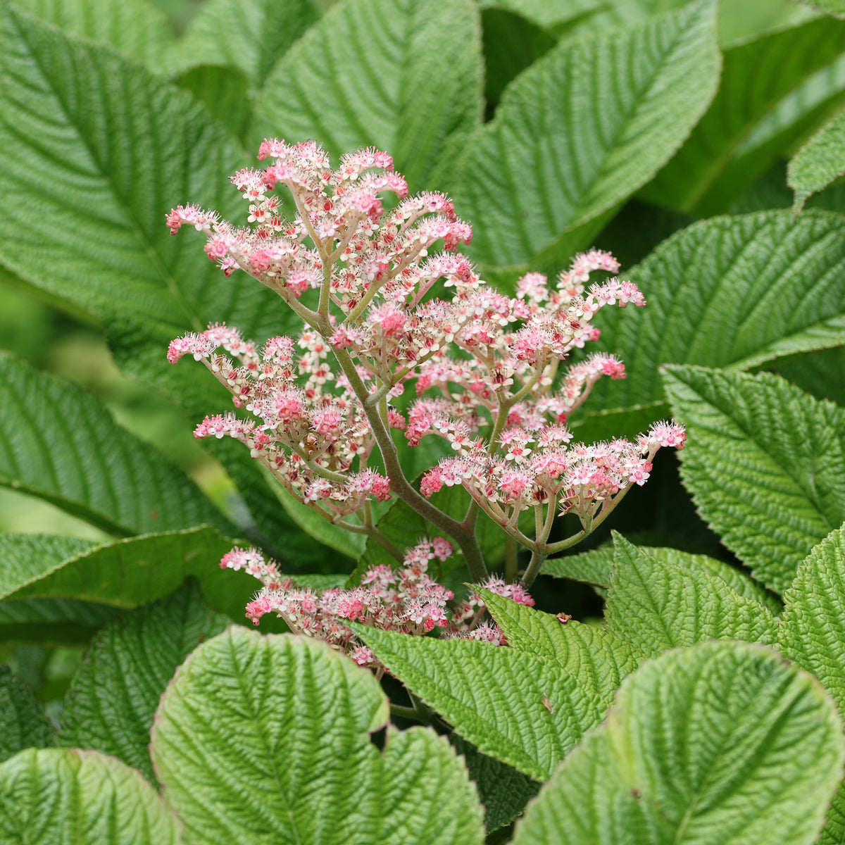Kastanjebladige astilbe henrici - Rodgersia henrici - Bakker