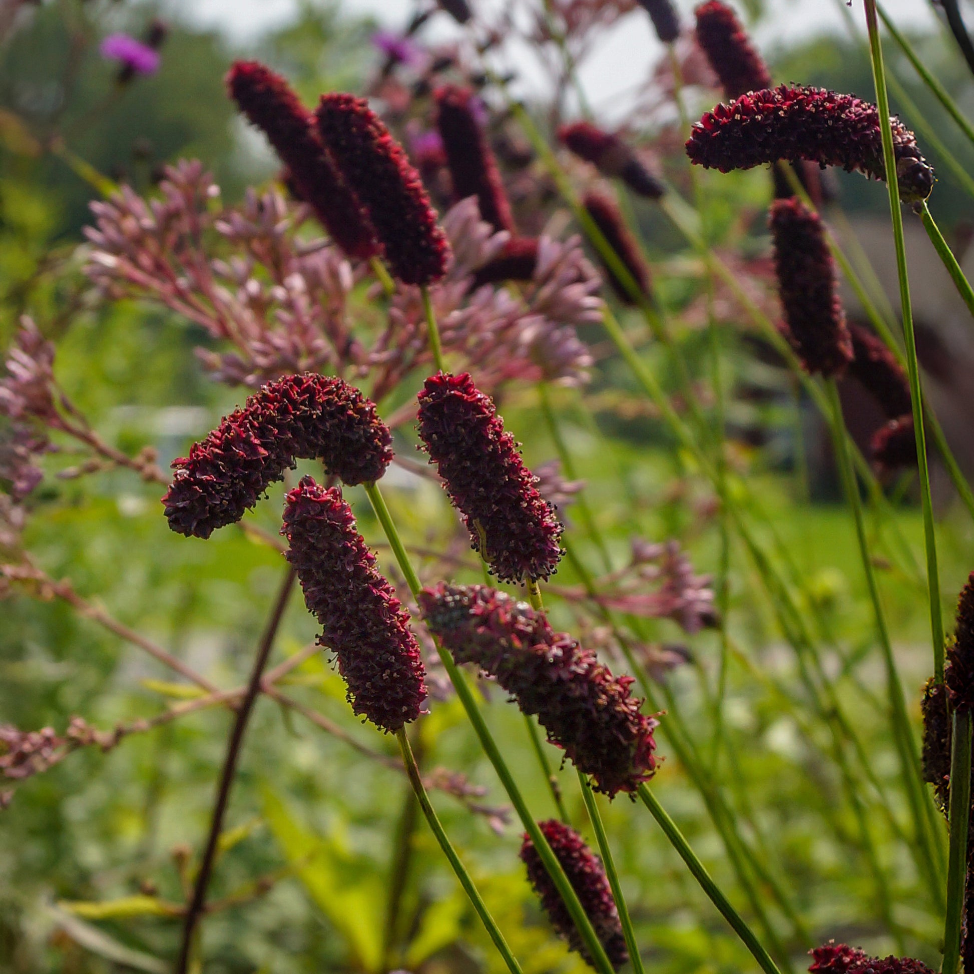 Pimpernel Purpurea - Sanguisorba tenuifolia Purpurea - Bakker