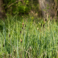 Zegge Acutiformis - Bakker