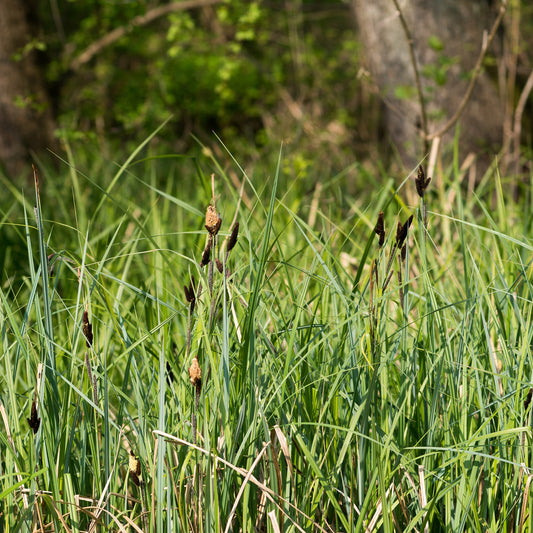 Zegge Acutiformis - Bakker