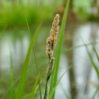 Moeraszegge