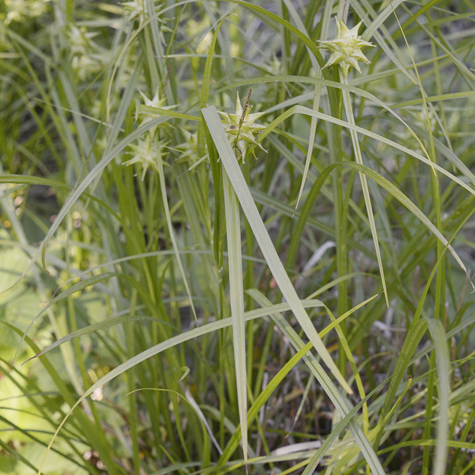 Carex grayi - Zegge Grayi - Zegge - Carex