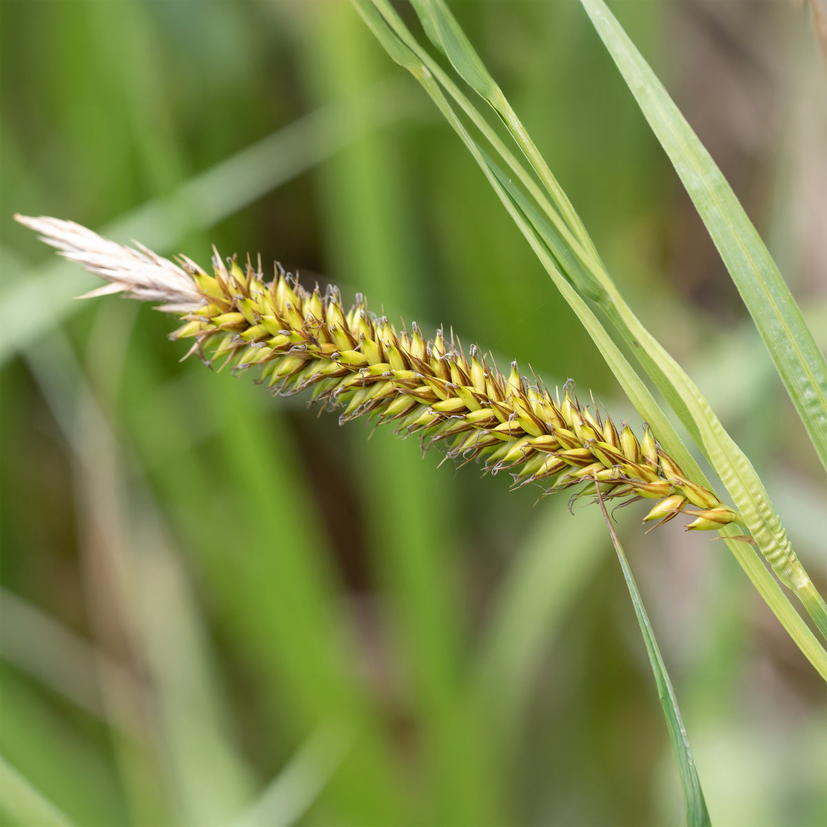 Carex riparia - Zegge Riparia - Zegge
