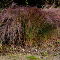 Klein prairiegras Standing Ovation - Schizachyrium scoparium Standing Ovation - Bakker