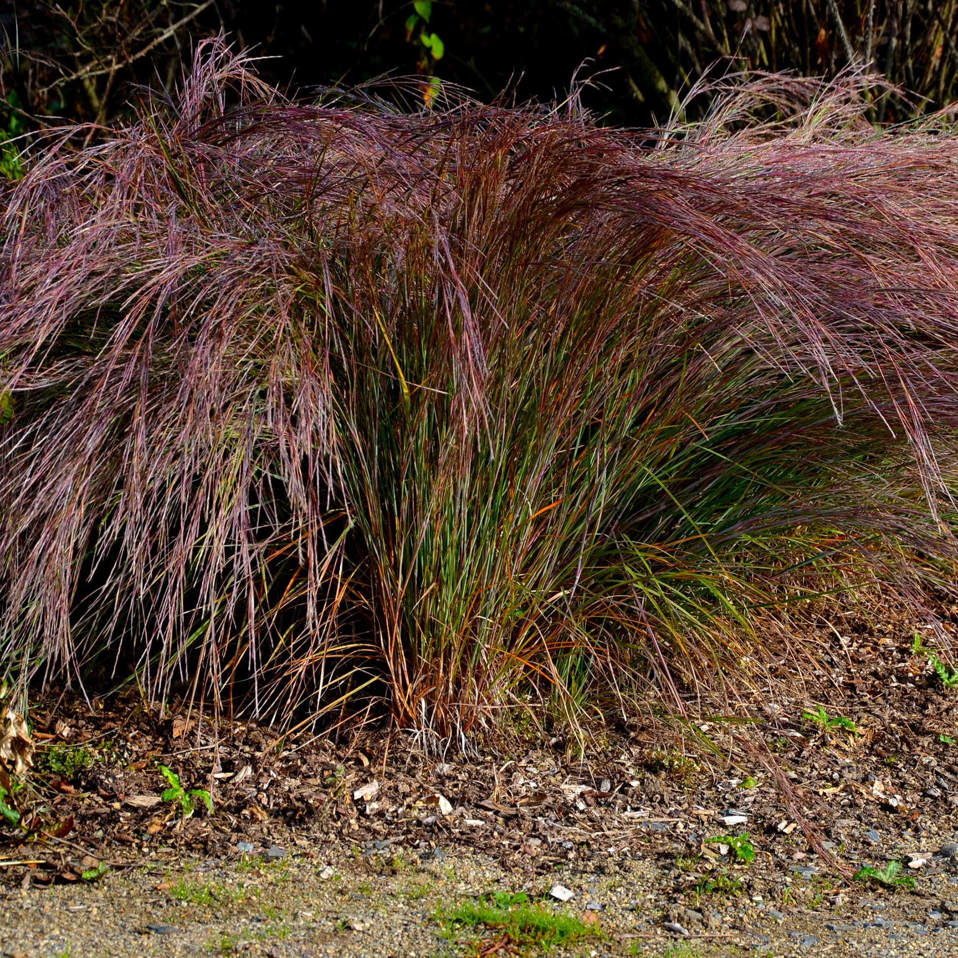 Klein prairiegras Standing Ovation - Schizachyrium scoparium Standing Ovation - Bakker