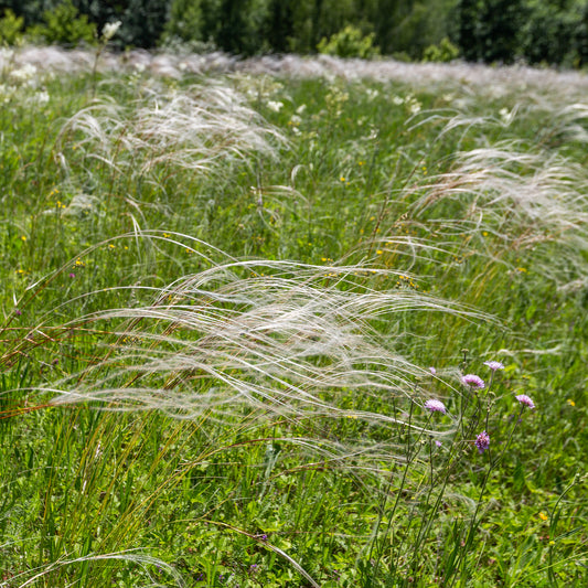 Vedergras pulcherrima - Bakker
