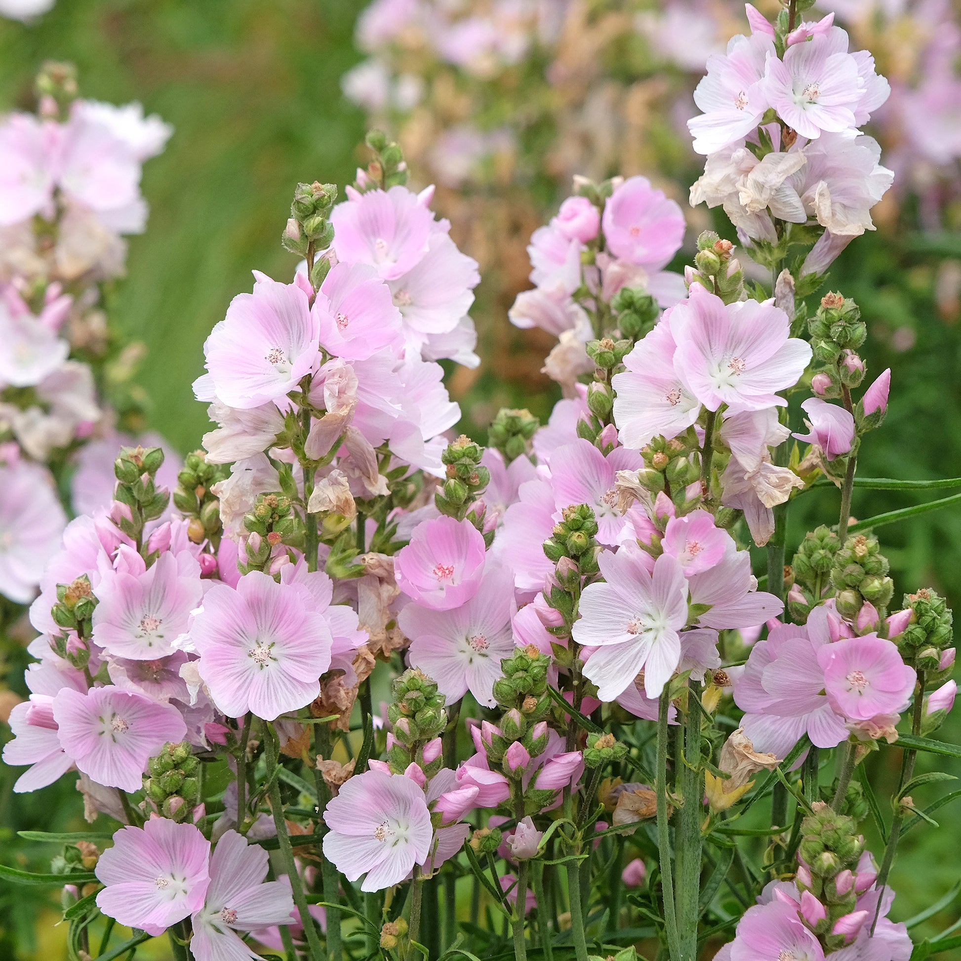 Griekse malva little Princess - Bakker