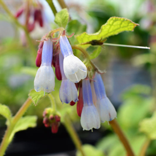 Smeerwortel Goldsmith - Bakker