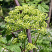 Grote engelwortel - Bakker