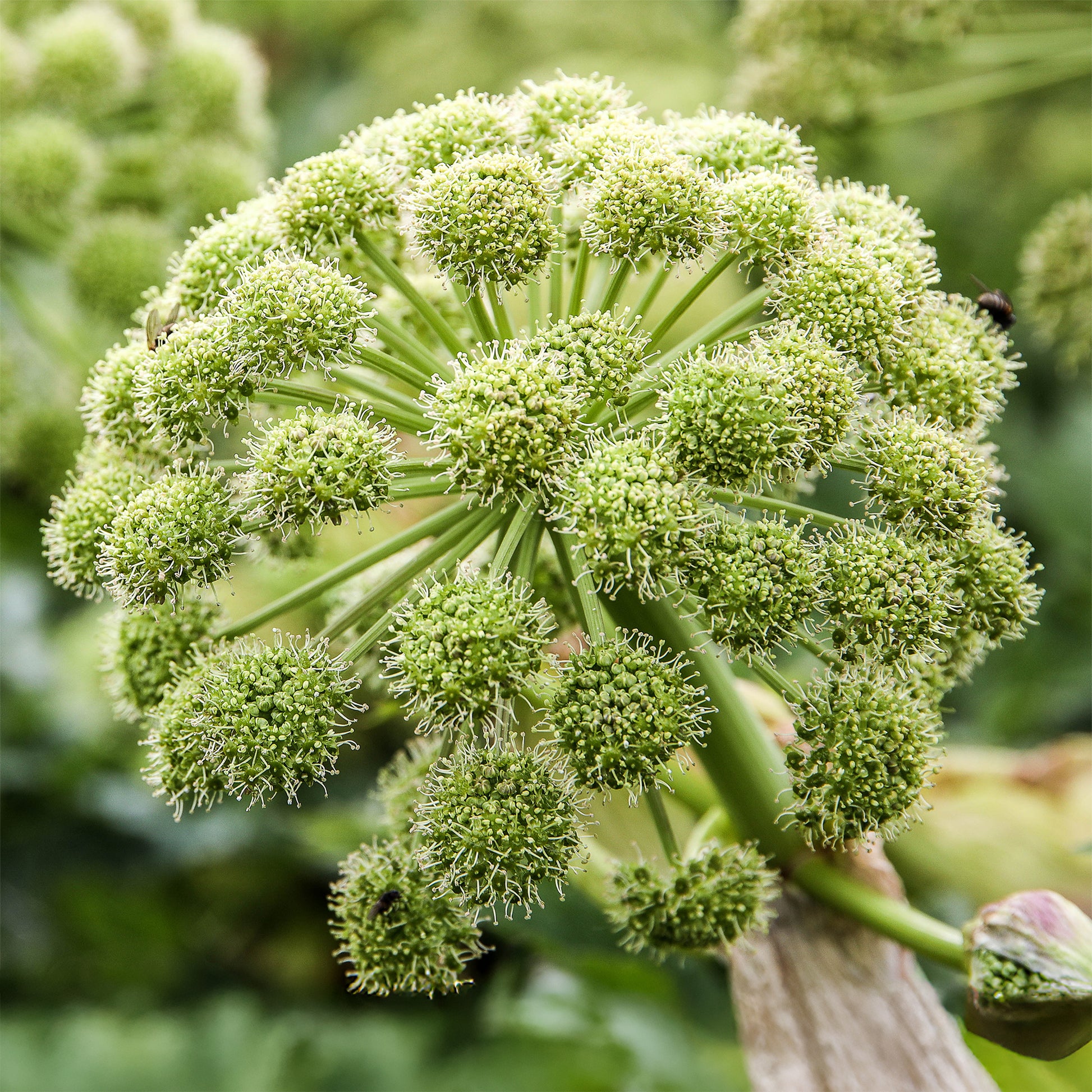 Angelica archangelica - Grote engelwortel - Vaste planten