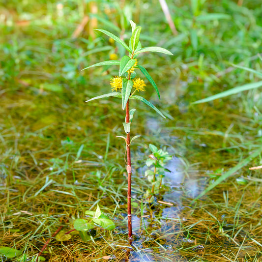 Lysimachia thyrsiflora - Wederik Thyrsiflora - Wederik
