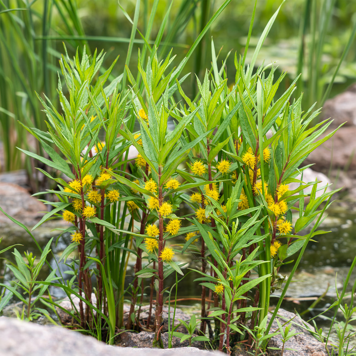 Wederik Thyrsiflora