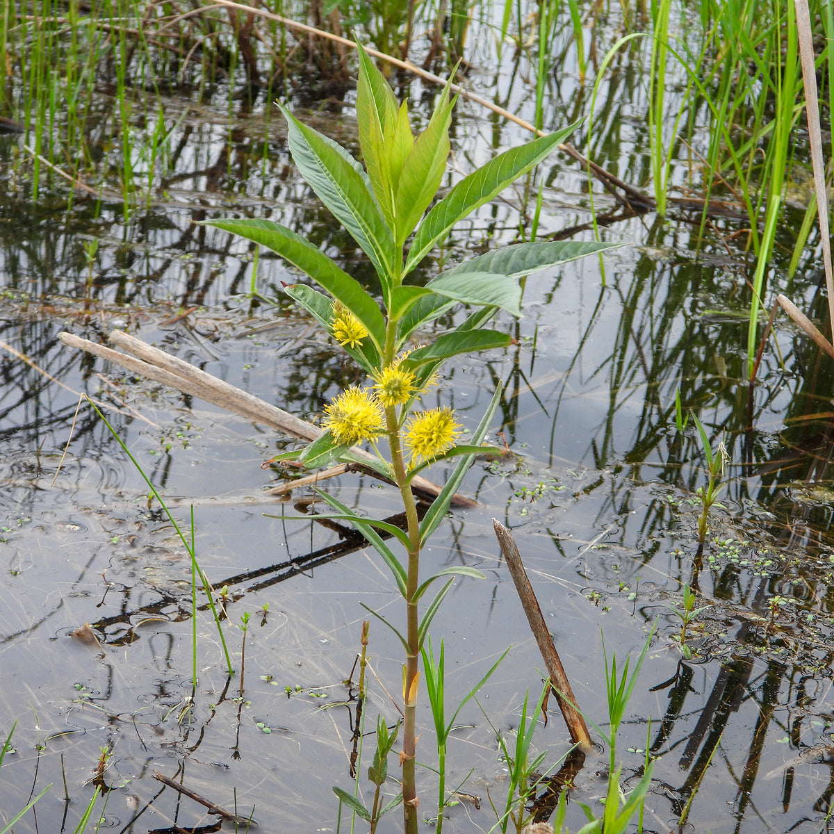 Wederik Thyrsiflora