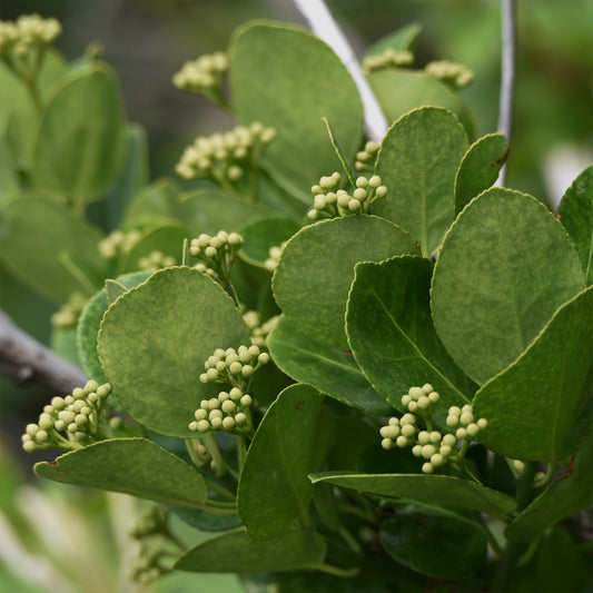 Japanese kardinaalsmuts - Bakker