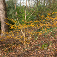 Orange Beauty' Chinese toverhazelaar - Hamamelis intermedia 'orange beauty' - Bakker