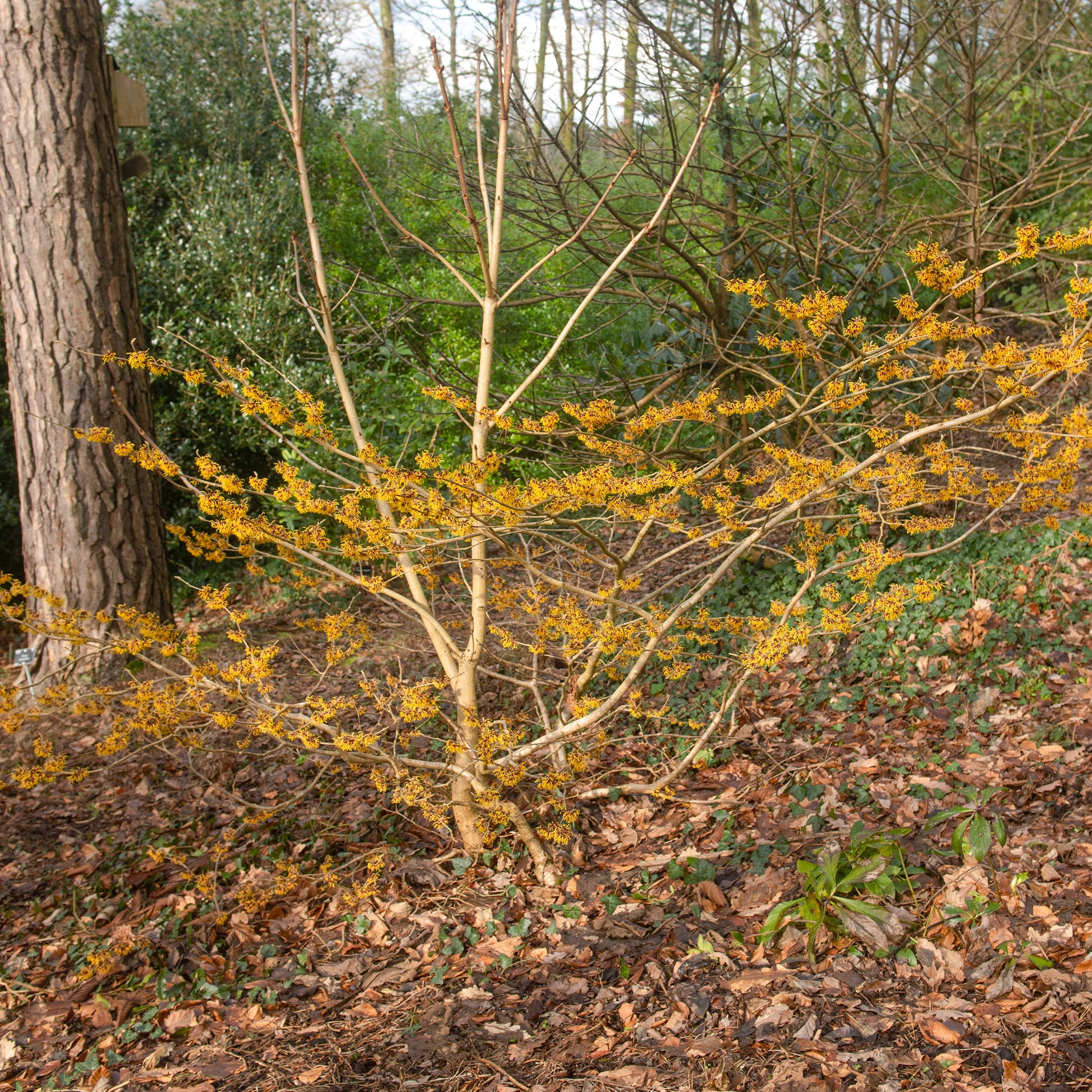 Orange Beauty' Chinese toverhazelaar - Hamamelis intermedia 'orange beauty' - Bakker