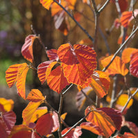 Hamamelis intermedia 'orange beauty' - Orange Beauty' Chinese toverhazelaar - Balkon- en terrasplanten